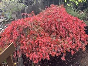 525 Wellington Drive, San Carlos CA 94070