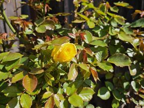 4426 Desin Drive, San Jose CA 95118