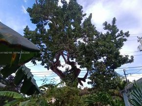 294 NE 57th St, Miami FL 33137