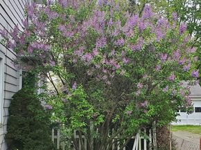 37 Harriet Street, Norwalk CT 06851