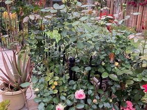 11519 Albers Street, North Hollywood (los Angeles) CA 91601