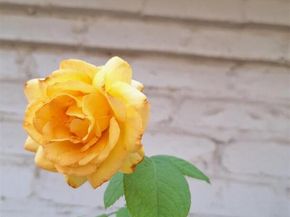 2201 mission hill CIR, Austin TX 78741