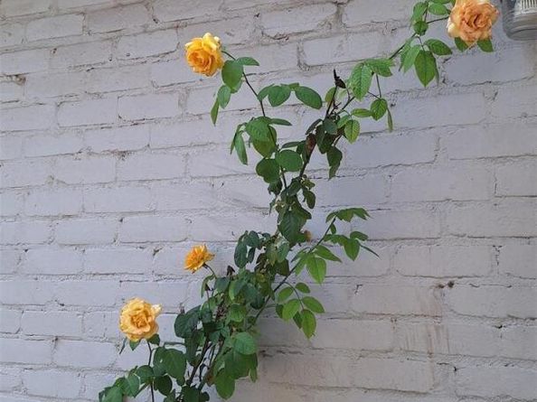 2201 mission hill CIR, Austin TX 78741