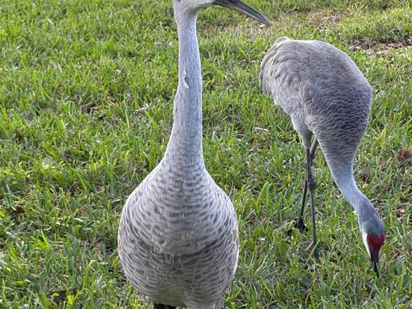 6657 Pavone Street, Lake Worth FL 33467