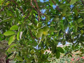 37 Meadowbrook, Aliso Viejo CA 92656