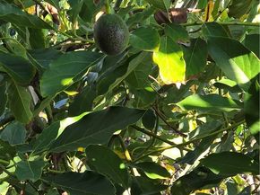 4441 Los Serranos Blvd, Chino Hills CA 91709