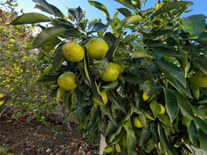 1945 Cumberland, West Covina CA 91792