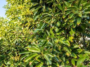 775 Old Oak Ridge, San Marcos CA 92069