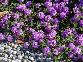 1121 N P Street, Livermore CA 94551