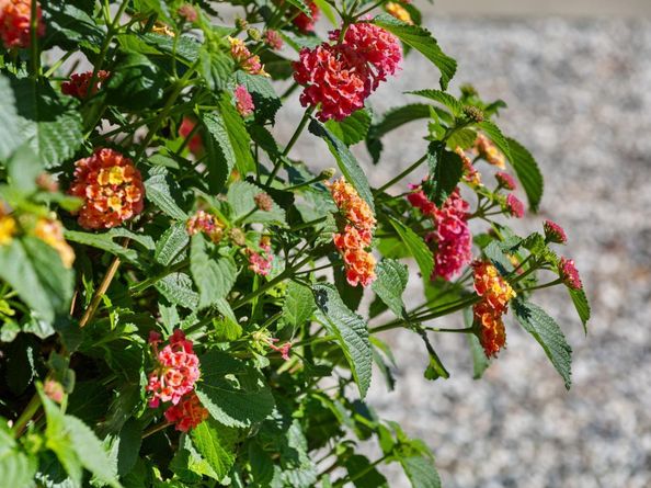 1121 N P Street, Livermore CA 94551