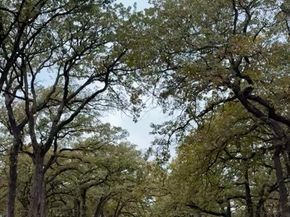 1903  Dogwood Drive , Arlington Texas 76012