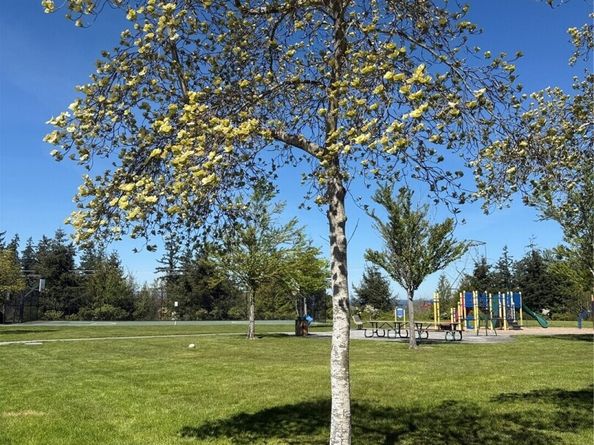 1981 24th Avenue NE 104, Issaquah WA 98029