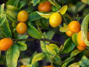 2231 Quail Bluff Court, San Jose CA 95121