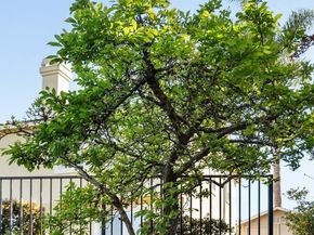 2231 Quail Bluff Court, San Jose CA 95121