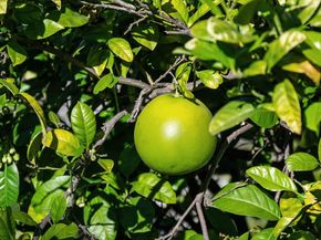 2231 Quail Bluff Court, San Jose CA 95121