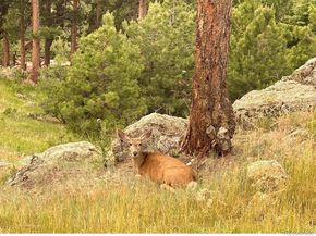 24999 Grandview Avenue, Golden CO 80401