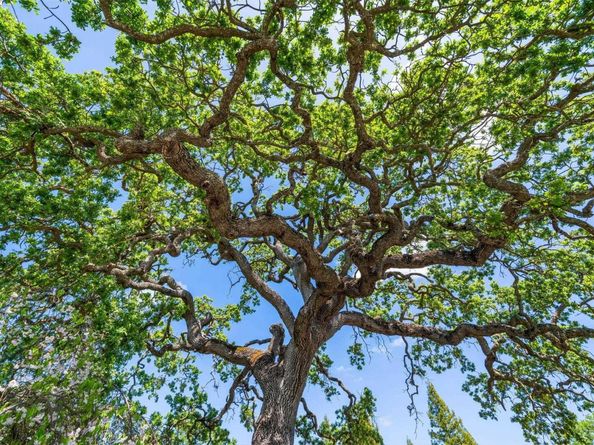 484 El Pintado Rd, Danville CA 94526