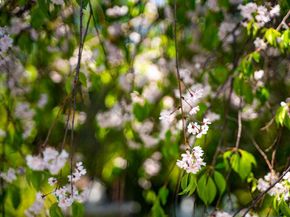 484 El Pintado Rd, Danville CA 94526