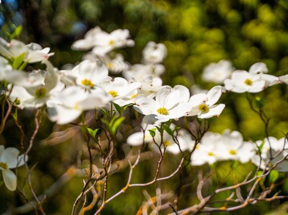 484 El Pintado Rd, Danville CA 94526