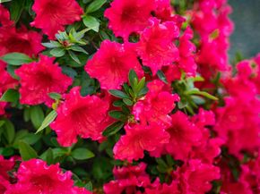 484 El Pintado Rd, Danville CA 94526