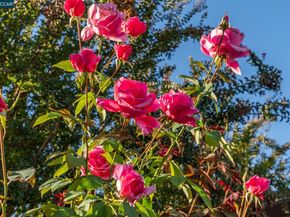 843 Luz Ct., Danville CA 94526