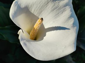 2621 66th Avenue, Oakland CA 94605