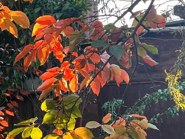 348 Dowling Blvd, San Leandro CA 94577