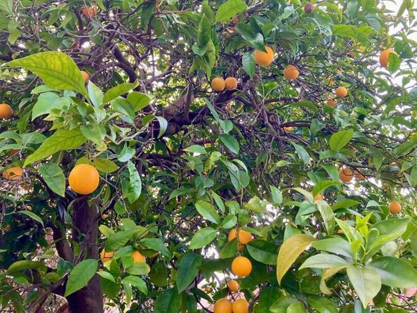 348 Dowling Blvd, San Leandro CA 94577