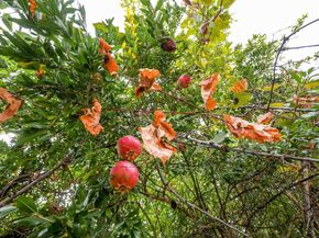 817 Cheyenne Dr, Walnut Creek CA 94598