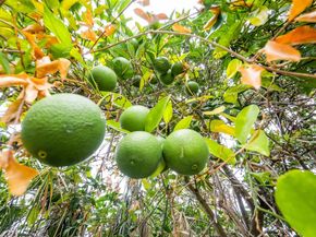 817 Cheyenne Dr, Walnut Creek CA 94598