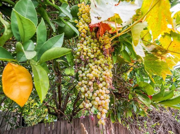 817 Cheyenne Dr, Walnut Creek CA 94598