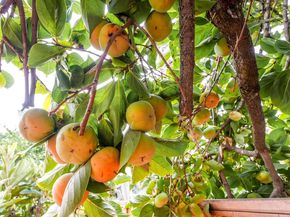 817 Cheyenne Dr, Walnut Creek CA 94598