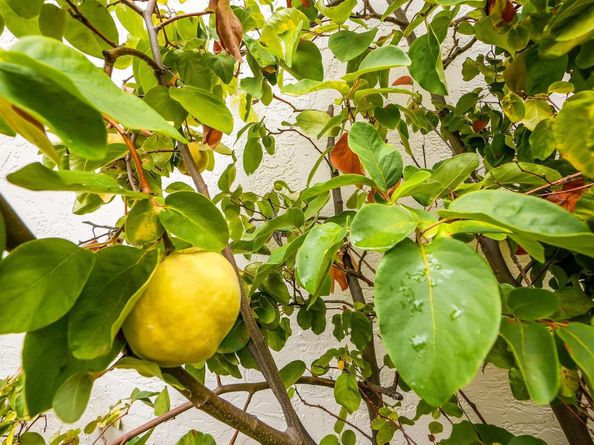 817 Cheyenne Dr, Walnut Creek CA 94598