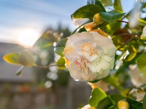 3010 Fairview Ave, Alameda CA 94501