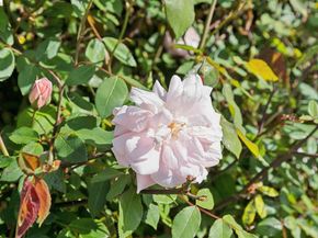 5850 Hazel Ave, Richmond CA 94805