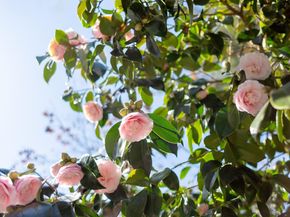 1106 Cragmont Ave, Berkeley CA 94708