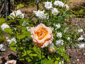 4040 Los Arabis Drive, Lafayette CA 94549