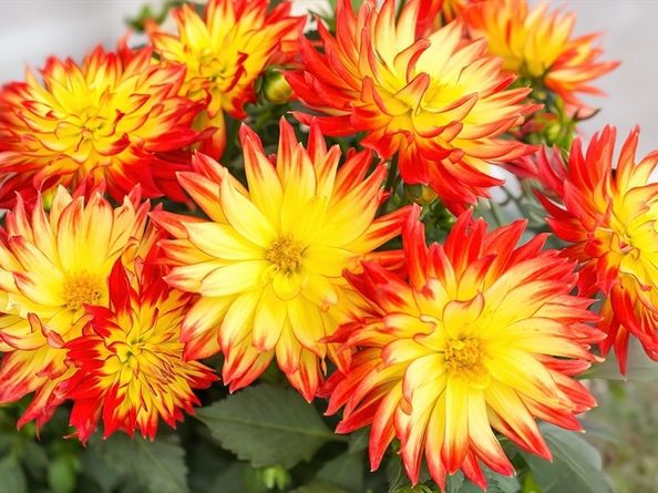 96 Indian Hill Road, Worcester MA 01606