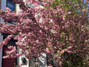 635 St Johns Place, Brooklyn NY 11216