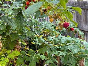 5904 S Netherland Circle, Centennial CO 80015