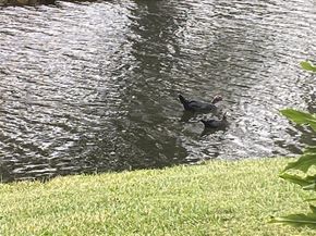 1668 Cypress Pointe Dr 1668, Coral Springs FL 33071
