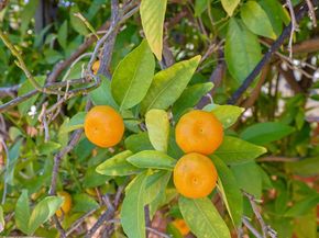 4350 68th Street, La Mesa CA 91942