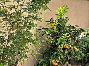 37 Peony, Irvine CA 92618