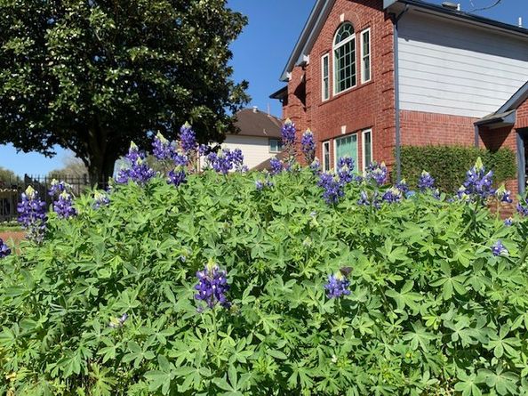 8417 Folkstone Lane, Houston TX 77075