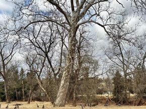 87 Langhorne Avenue, Feasterville Trevose PA 19053