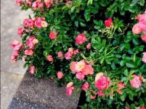 341 Congress Avenue, Upper Darby PA 19050