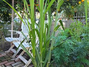 351 E 92nd, Los Angeles CA 90003