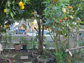 351 E 92nd, Los Angeles CA 90003