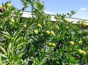 2702 Kendall Street, La Verne CA 91750