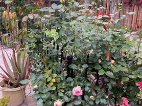 11519 Albers Street, North Hollywood CA 91601